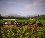 Viu Manent – 32nd Best Vineyard in the World 2022